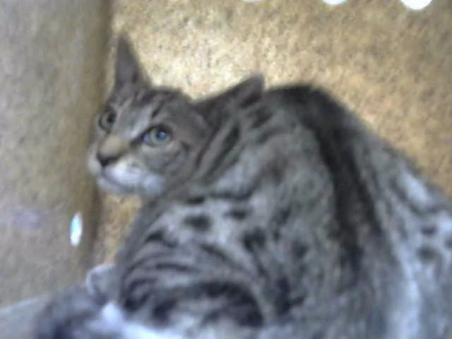 A baby small-sized male Domestic Short Hair cat named Mauricio for adoption in Albuquerque, NM