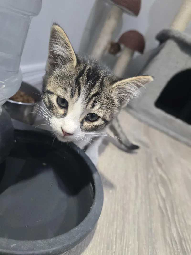 A baby small-sized female Tabby (Brown / Chocolate) Domestic Short Hair cat named Penny for adoption in Globe, AZ