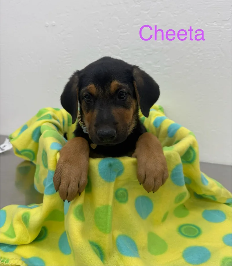 Cheeta thumbnail 2