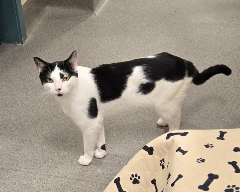 A senior medium-sized male Black Domestic Short Hair cat named Oreo for adoption in New Rochelle, NY