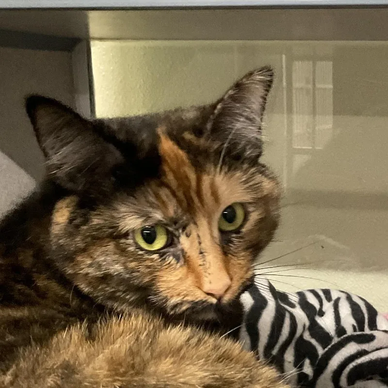 A young small-sized female Black Domestic Short Hair cat named Hillary for adoption in Colorado Springs, CO