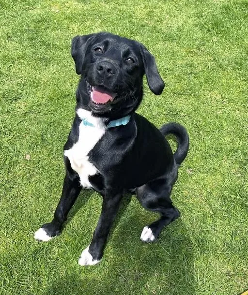 A young medium-sized female Black Labrador Retriever dog named Truffle for adoption in Pleasant Valley, NY