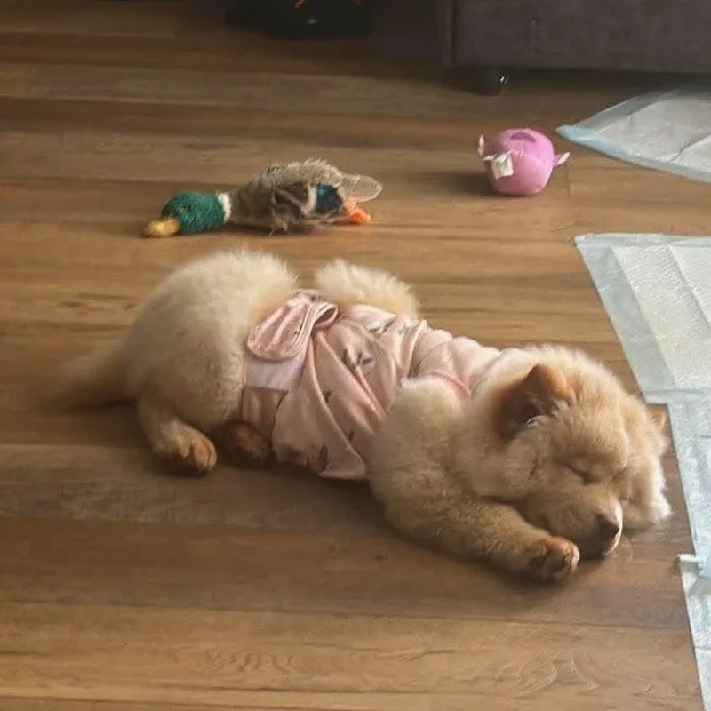 A baby small-sized female Yellow / Tan / Blond / Fawn Chow Chow dog named Eleanor for adoption in Tampa, FL