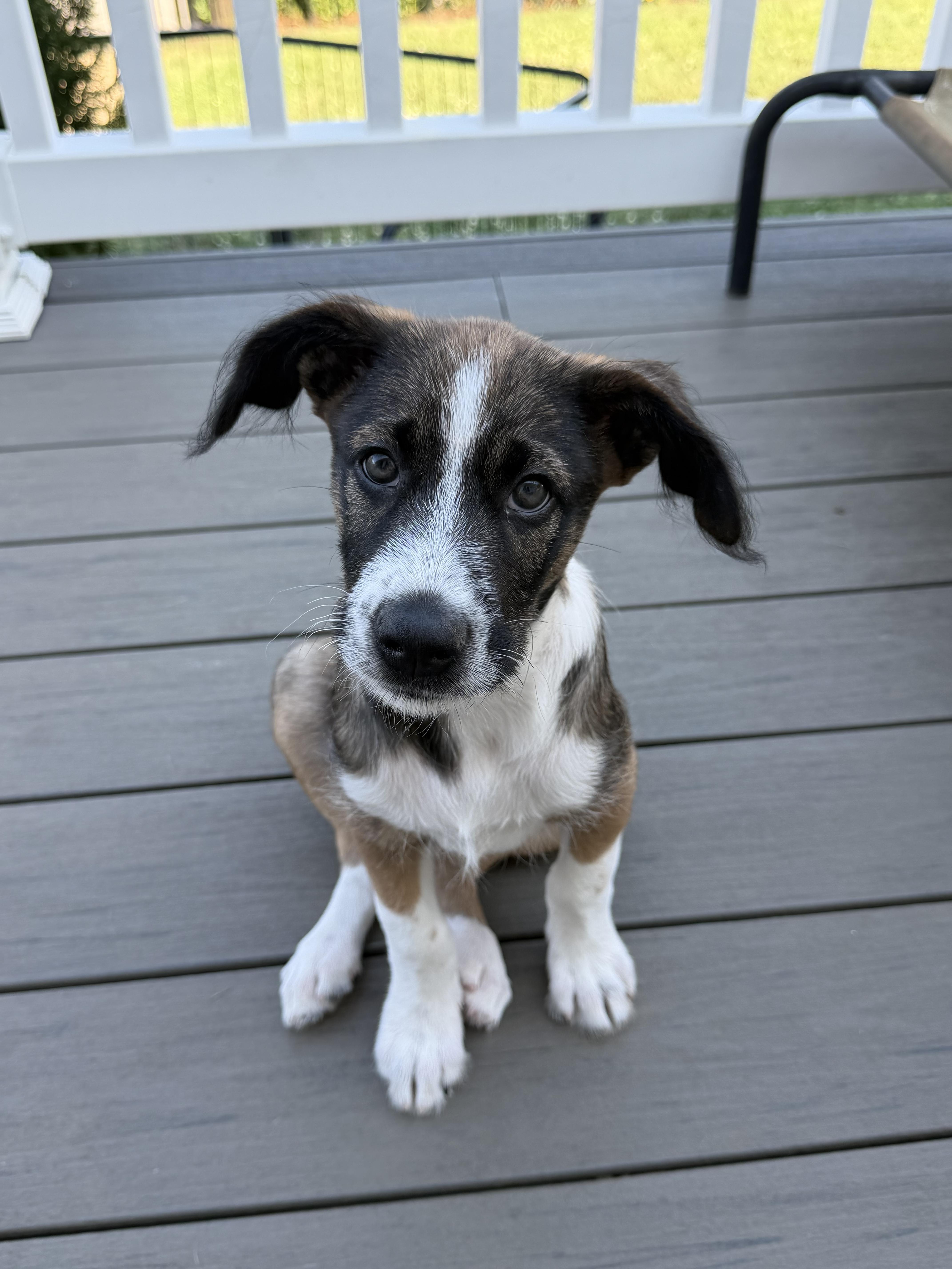 A baby medium-sized male Brown / Chocolate Australian Shepherd dog named Toffee for adoption in Stuarts Draft, VA