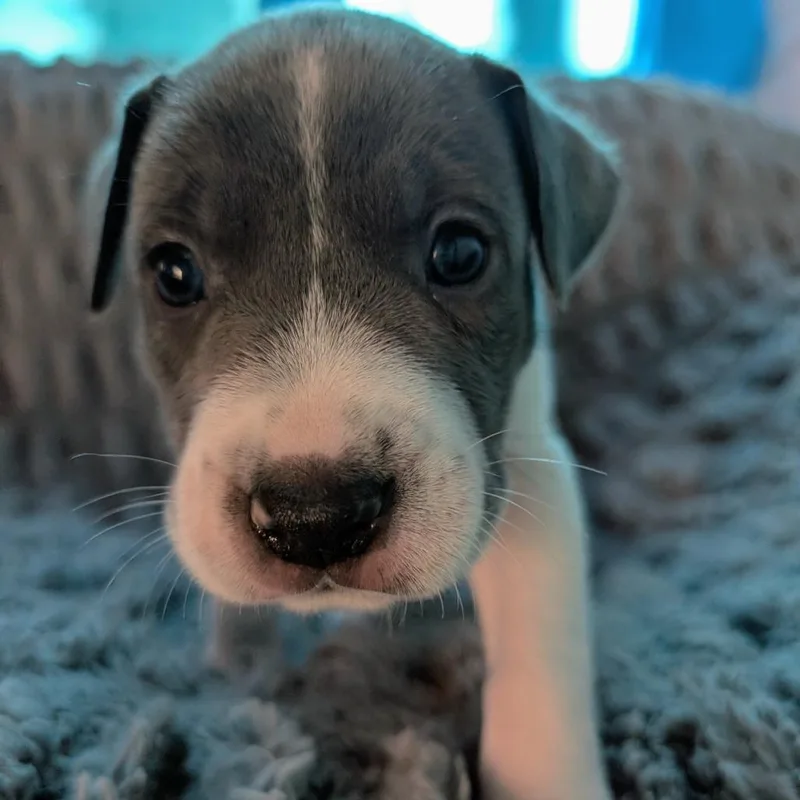 Birdie Pup  Talon