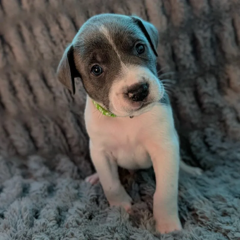 Birdie Pup  Talon thumbnail 2