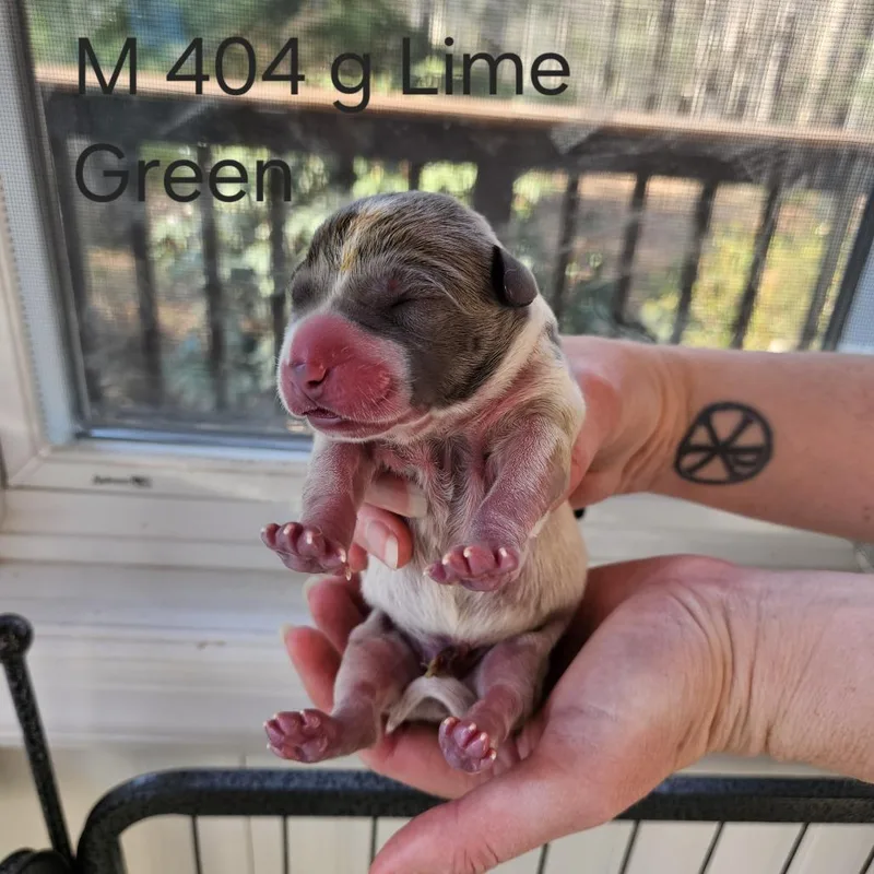 Birdie Pup  Talon thumbnail 3