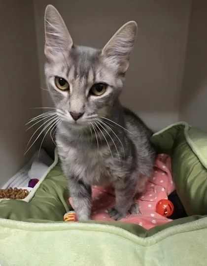 An adult small-sized female Domestic Short Hair cat named Lola for adoption in Phoenix, AZ