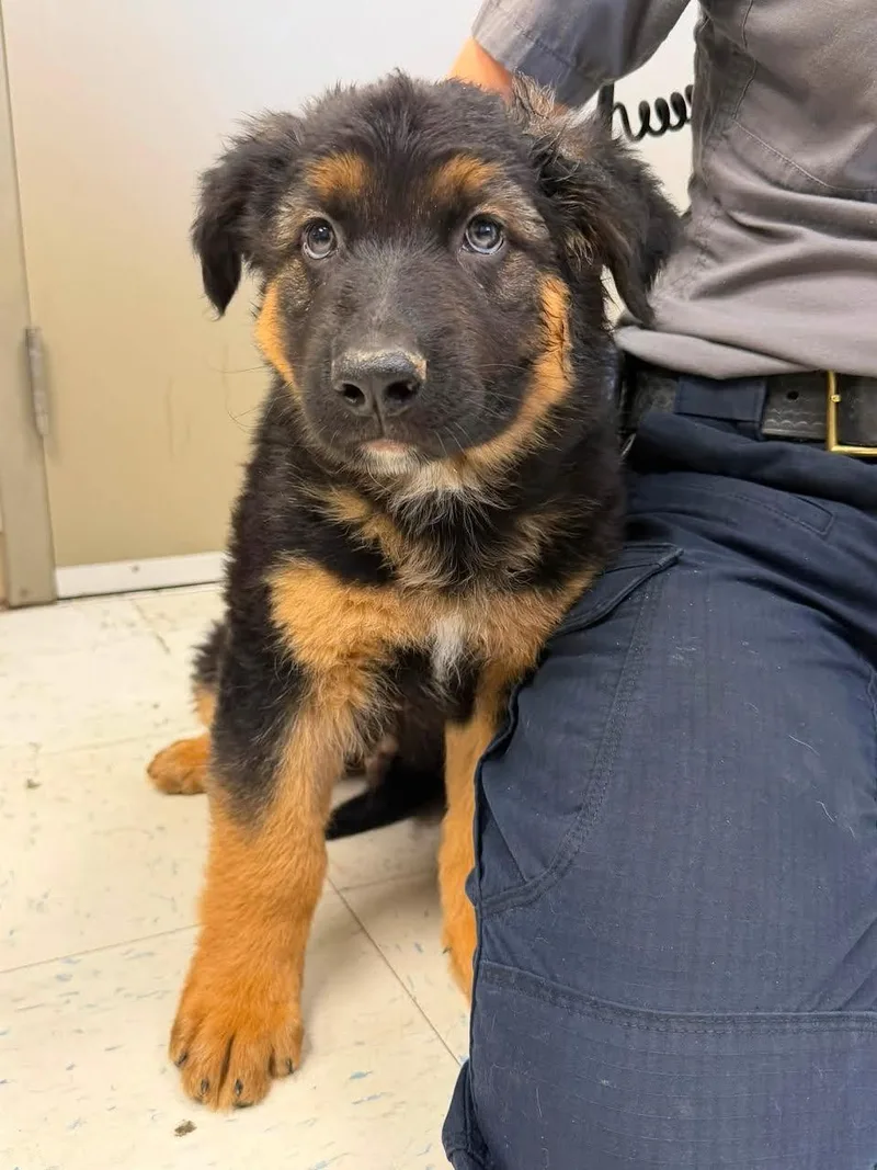 A baby small-sized male Bicolor Bernese Mountain Dog dog named Funshine Be for adoption in Oakdale, CA