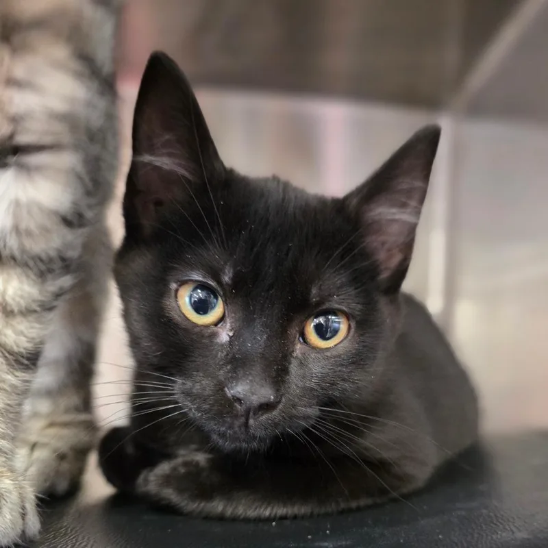 A baby small-sized female Black Domestic Short Hair cat named Belfast for adoption in Spokane, WA