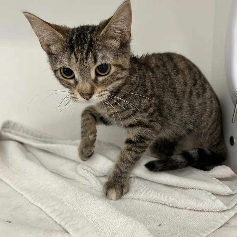 A young medium-sized female Torbie cat named Swanson  of for adoption in La Grange Park, IL
