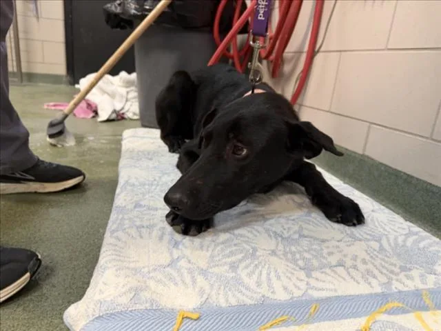 A young large-sized male Mixed Breed dog named Avelon for adoption in Santa Fe, NM