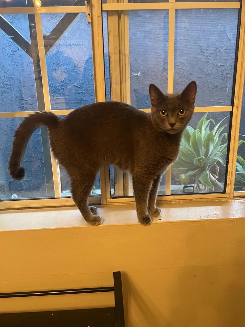 A young medium-sized female Domestic Short Hair cat named Sable for adoption in South Pasadena, CA