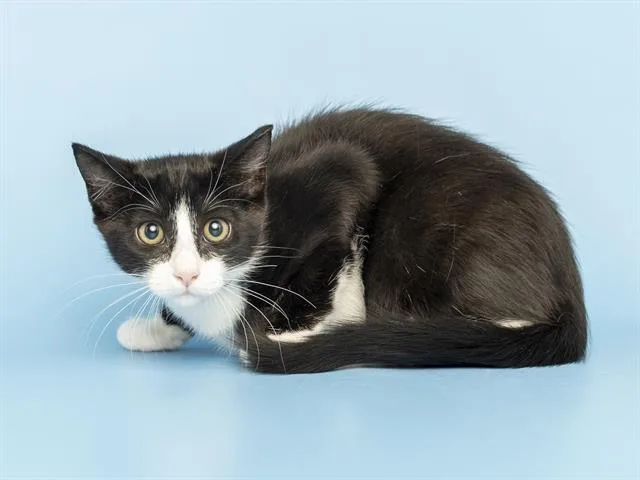 A baby small-sized female Domestic Short Hair cat named Spicy Marg for adoption in Phoenix, AZ