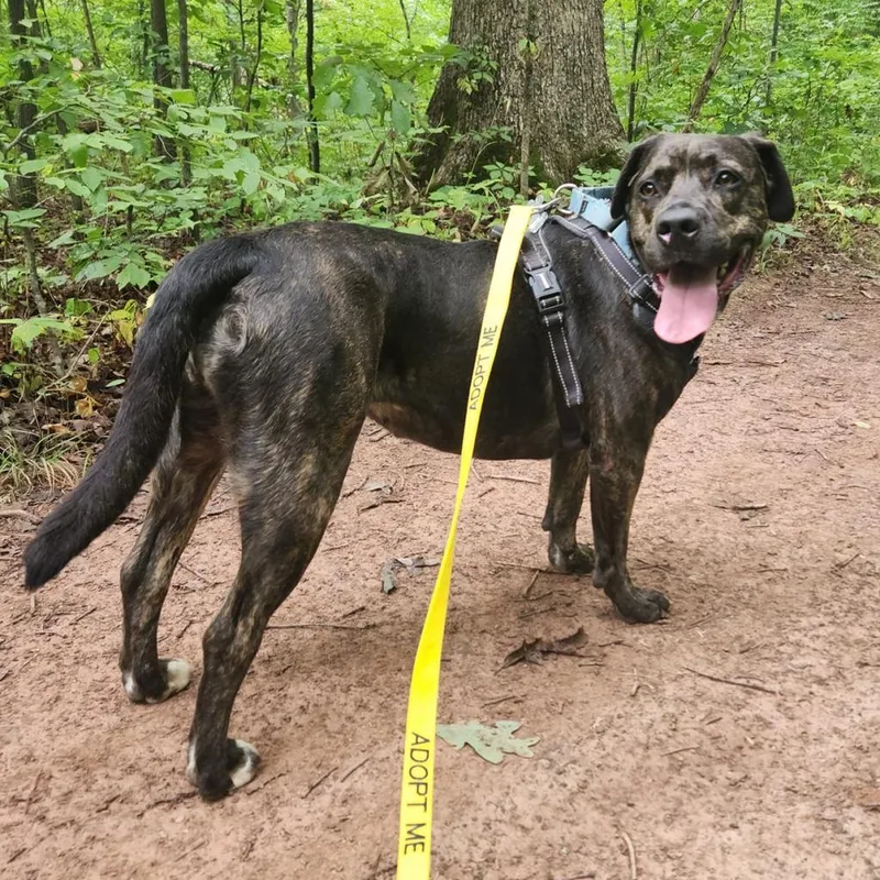 An adult large-sized female Brindle Pit Bull Terrier dog named Sheba for adoption in Falls Church, VA