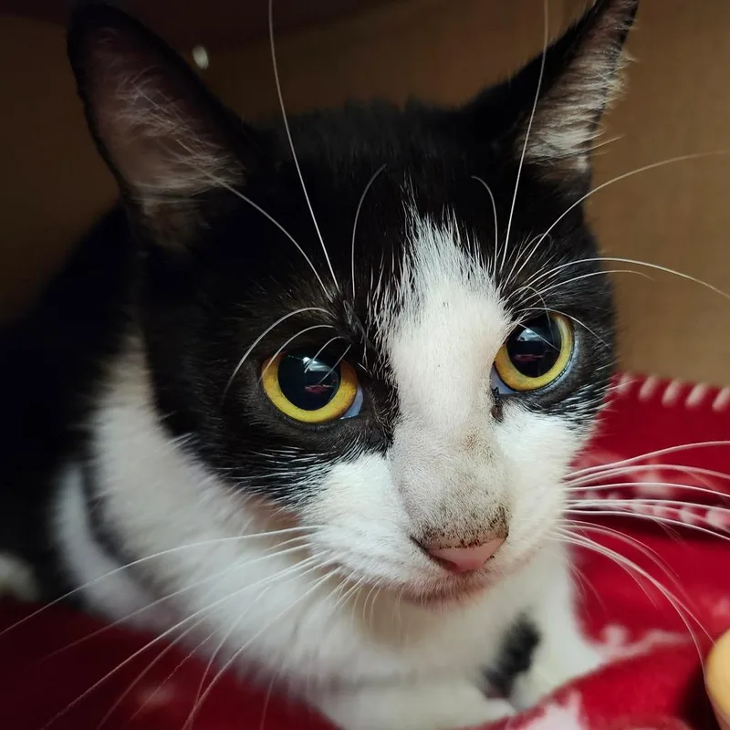 An adult medium-sized female Black Domestic Medium Hair cat named Momma Kathy for adoption in Ballston Spa, NY