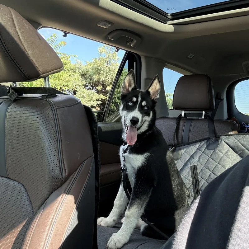 A baby large-sized male Siberian Husky dog named Niko Blu for adoption in Chelmsford, MA