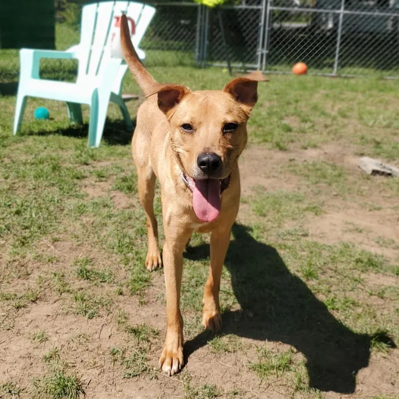 An adult medium-sized male Yellow / Tan / Blond / Fawn Mixed Breed dog named Arlo for adoption in Fredericksburg, VA