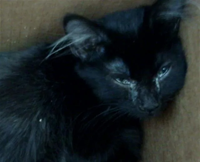 A baby medium-sized male Domestic Short Hair cat named Kizaru for adoption in Dallas, TX