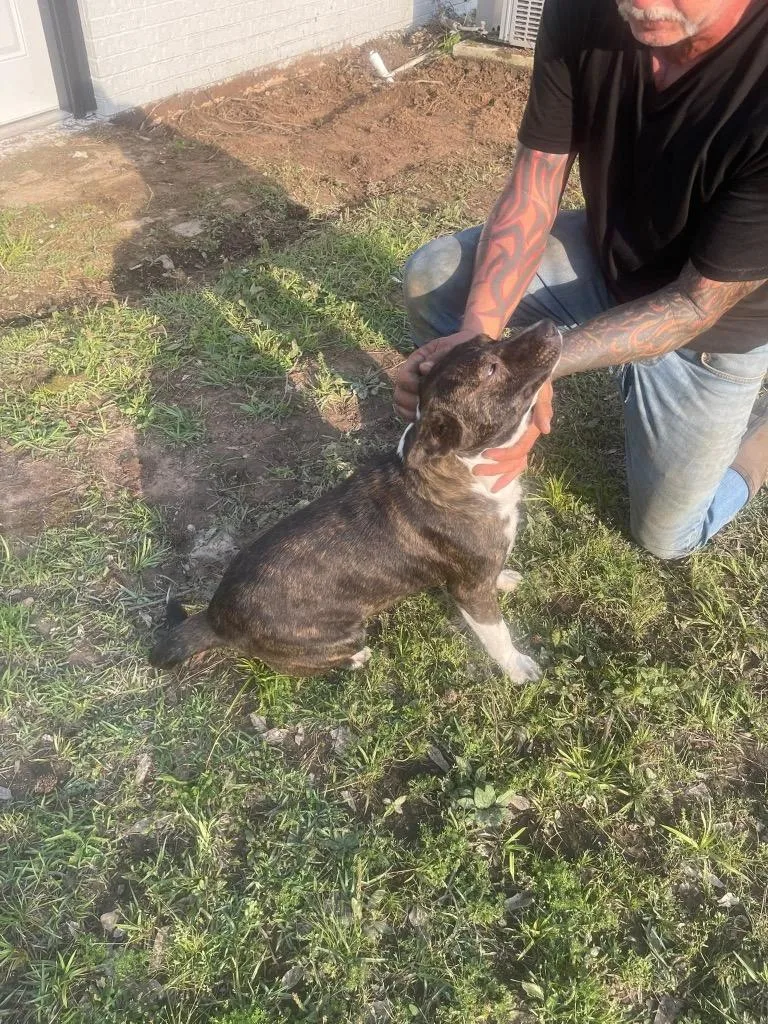 A young medium-sized female American Staffordshire Terrier dog named Boots for adoption in Center, TX
