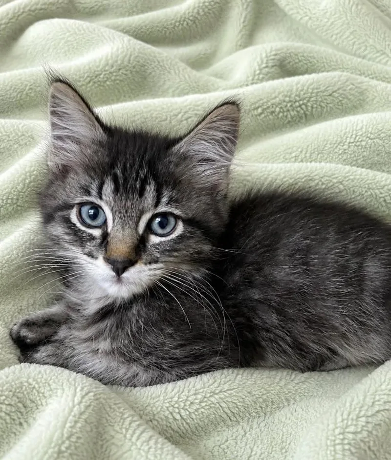 A baby medium-sized male Domestic Long Hair cat named Max for adoption in Ephrata, WA