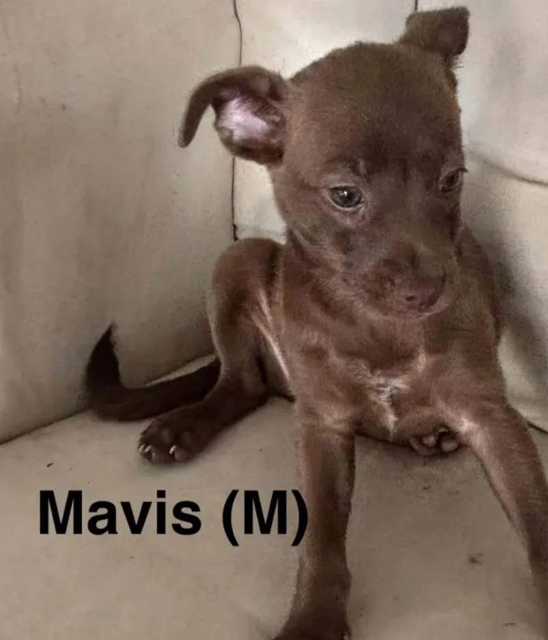 A young small-sized male Brown / Chocolate Chihuahua dog named Mavis for adoption in Parma, OH