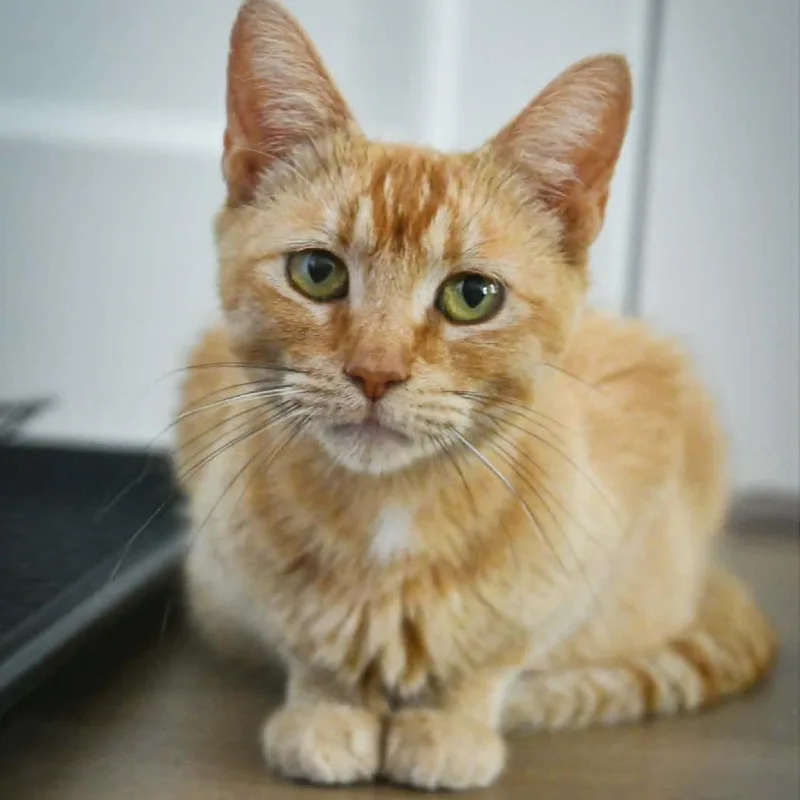 An adult medium-sized female Orange / Red Domestic Short Hair cat named Violet for adoption in Lutz, FL