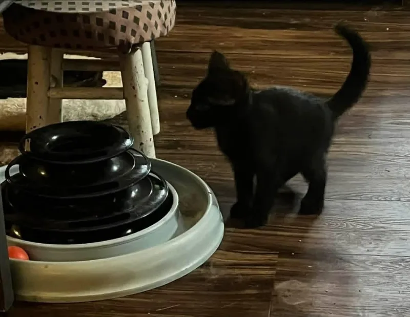 A young medium-sized male Domestic Short Hair cat named Bonded Pair of Males for adoption in Battle Ground, WA