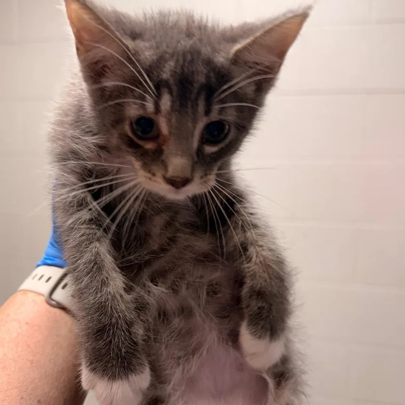 A baby small-sized male Gray / Blue / Silver Domestic Medium Hair cat named Hawthorn for adoption in Evansville, IN
