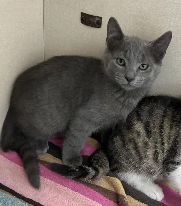 A baby small-sized male Domestic Short Hair cat named Schwarzeneggar for adoption in Skillman, NJ
