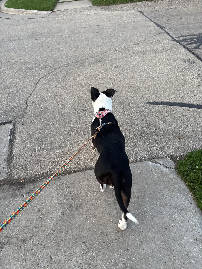 An adult large-sized female American Staffordshire Terrier dog named Quinn for adoption in Little Chute, WI