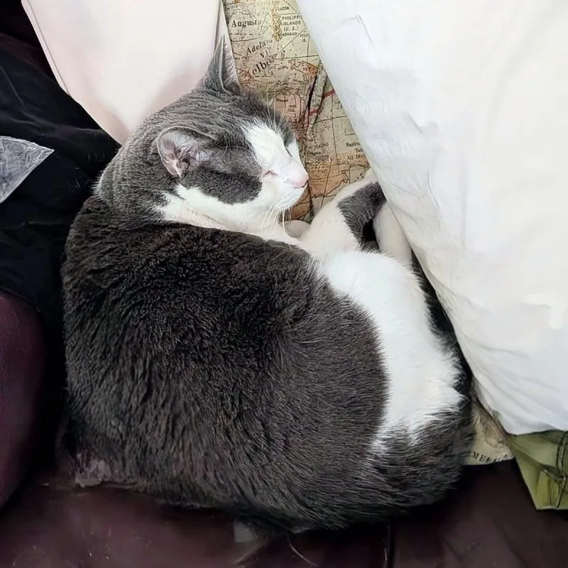 An adult large-sized female Gray / Blue / Silver Domestic Short Hair cat named Tofu for adoption in Murray, UT