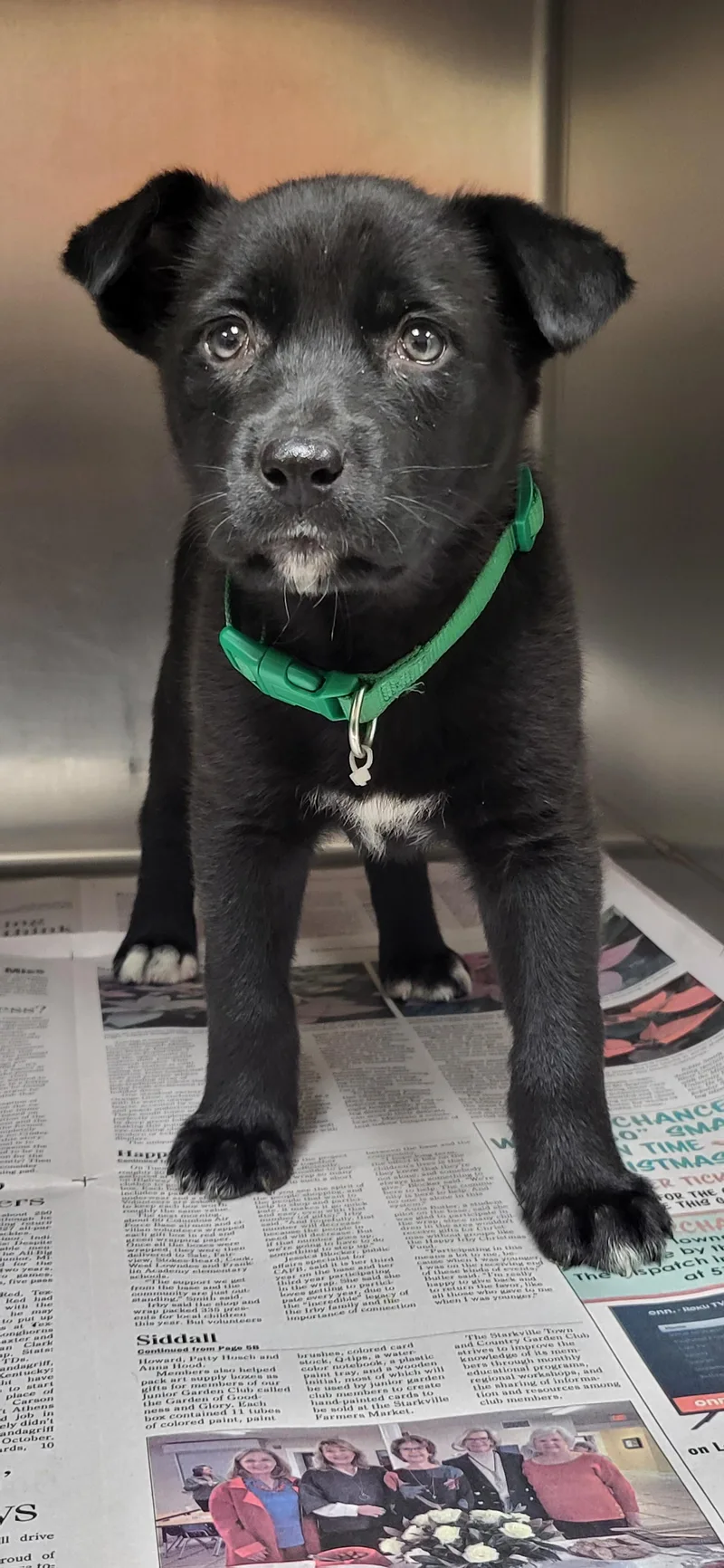 A baby medium-sized female Black Labrador Retriever dog named Aurora for adoption in Marion, MS
