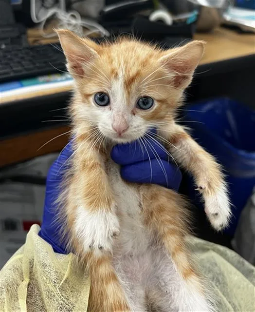 A baby medium-sized male Domestic Medium Hair cat named Ben for adoption in Dallas, TX