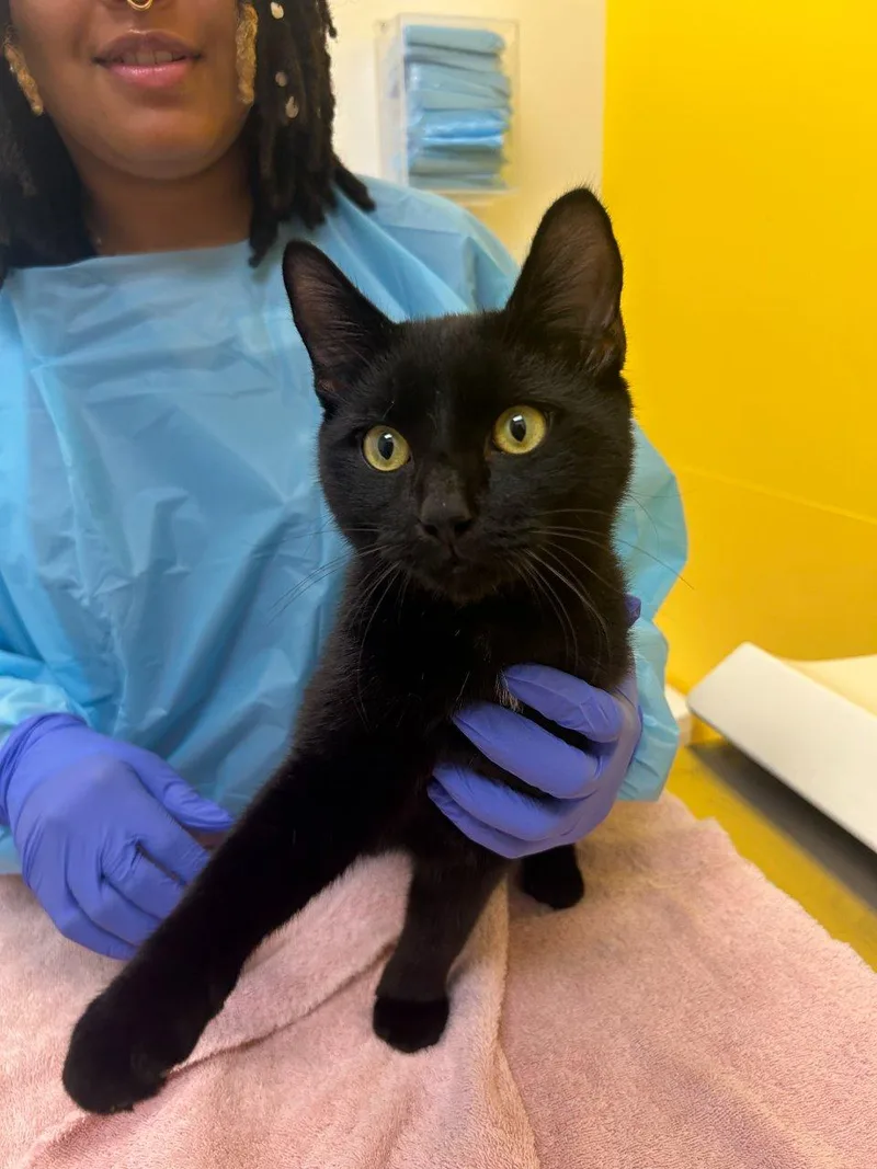 A young medium-sized male Domestic Short Hair cat named Otto for adoption in Raleigh, NC
