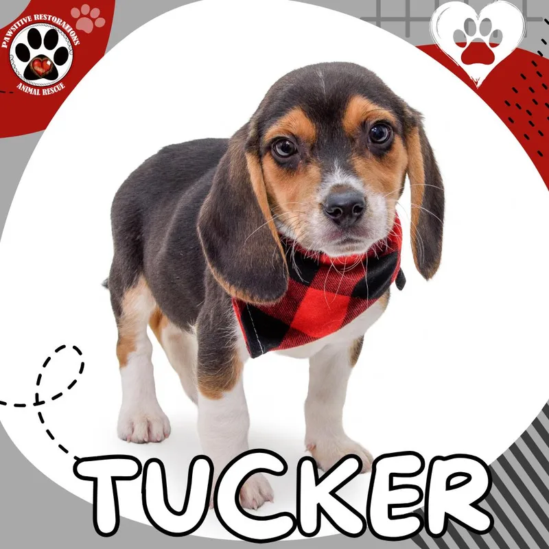 A baby medium-sized male Tricolor (Brown, Black, & White) Beagle dog named Tucker for adoption in Aurora, CO