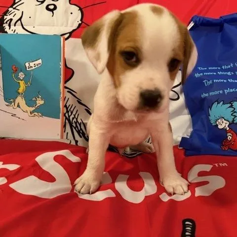 A baby small-sized male White / Cream Beagle dog named Sam for adoption in Normal, IL