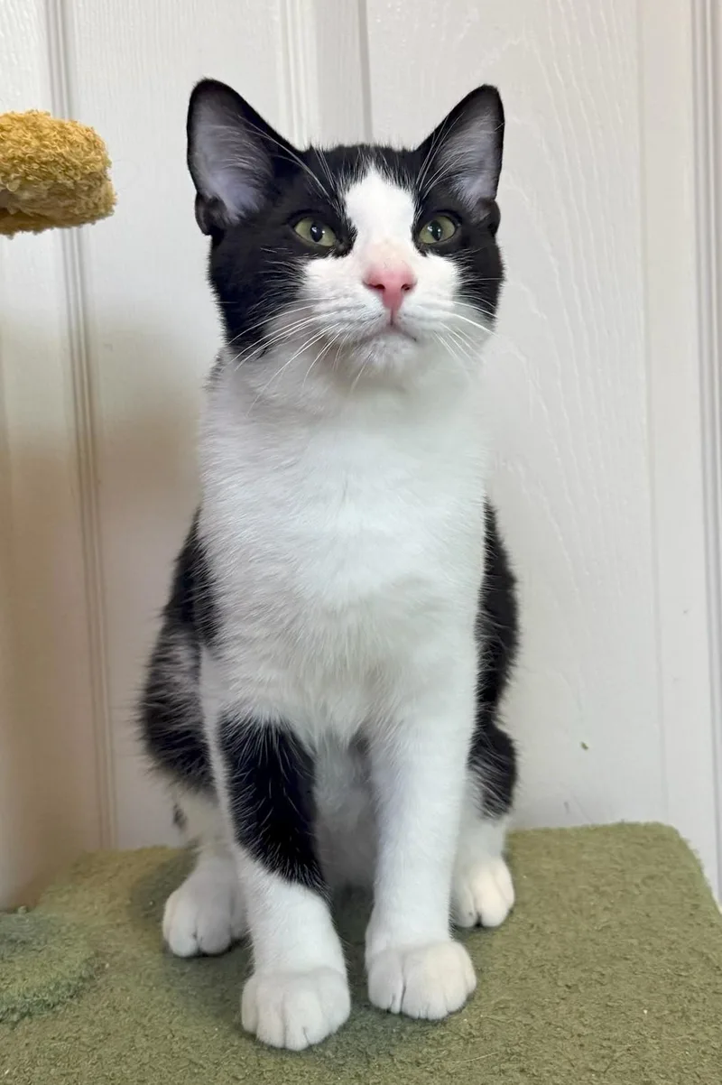 A baby medium-sized male Black Domestic Short Hair cat named Berlin for adoption in Mission Viejo, CA