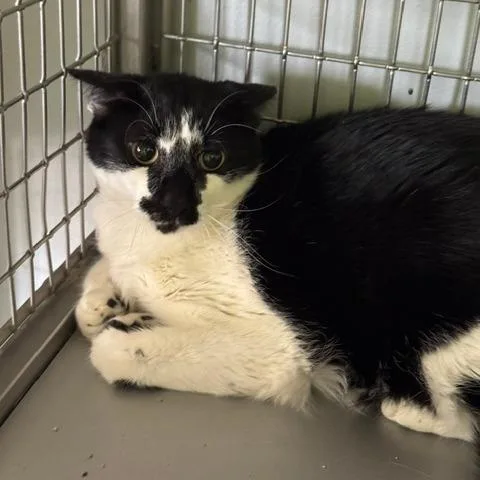 An adult small-sized male Black Domestic Medium Hair cat named Butters for adoption in Shawnee, KS