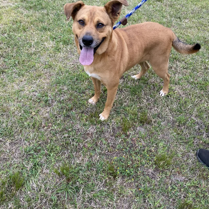 A young large-sized female Labrador Retriever dog named Bella for adoption in Pembroke, MA