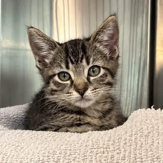 A baby medium-sized female Tabby (Brown / Chocolate) Domestic Short Hair cat named Lainey for adoption in Wyandotte, MI