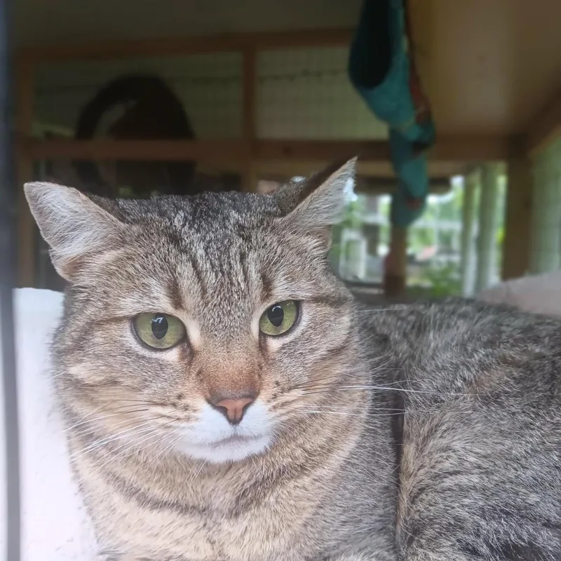 An adult medium-sized female Domestic Short Hair cat named Shoppy for adoption in Hot Springs, AR