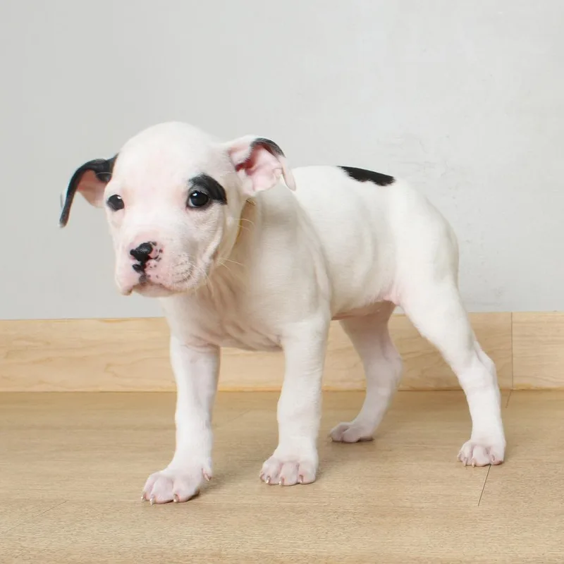 A baby medium-sized female White / Cream Pit Bull Terrier dog named Zest D for adoption in Minnetonka, MN
