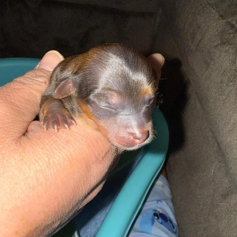 A baby small-sized female Brown / Chocolate Dachshund dog named Breezy for adoption in Cleveland, TN