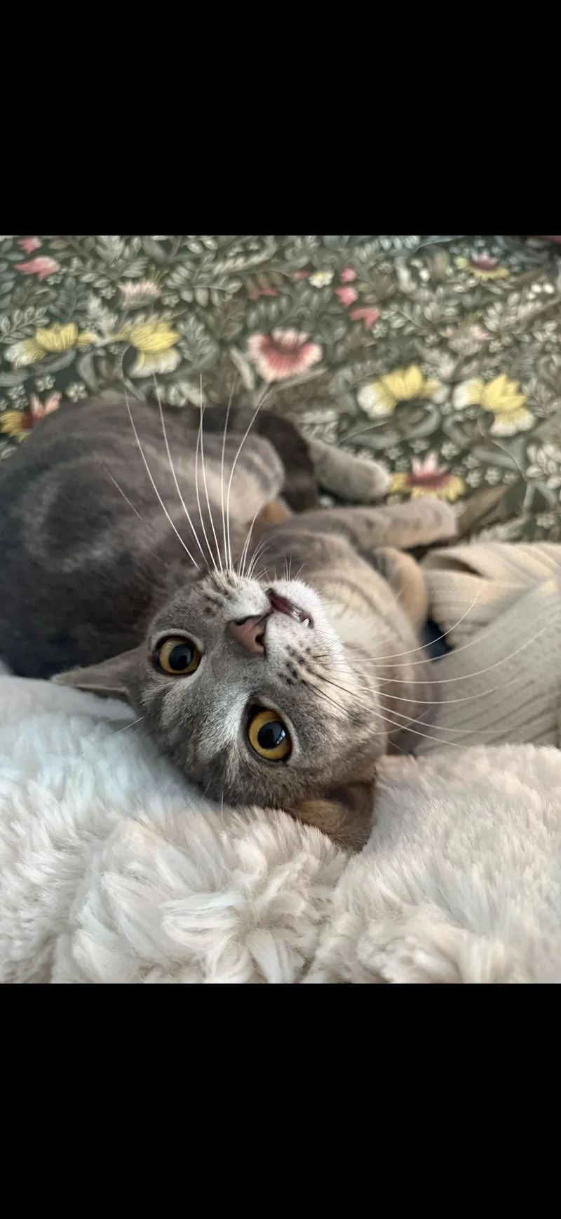A young medium-sized female Domestic Short Hair cat named Sapphire for adoption in Broomall, PA