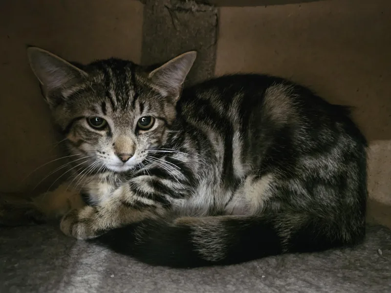 A baby medium-sized male Tabby cat named Smurf for adoption in Richmond, VA