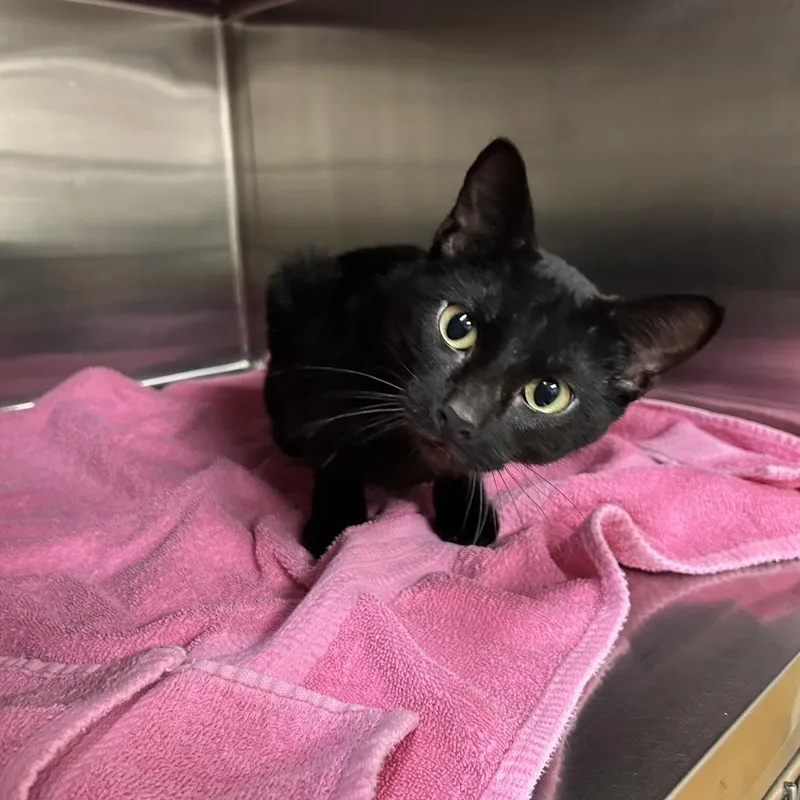 An adult medium-sized female Black Domestic Short Hair cat named Olive for adoption in Ottawa, KS