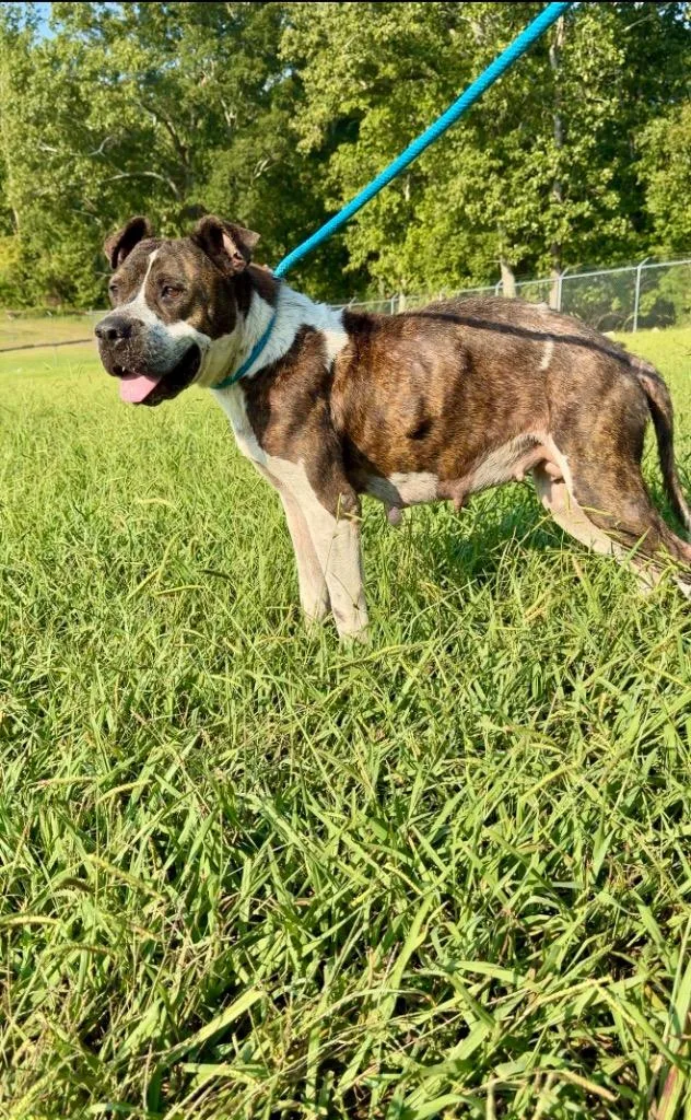 A senior large-sized female American Staffordshire Terrier dog named Estelle for adoption in Chickamauga , GA