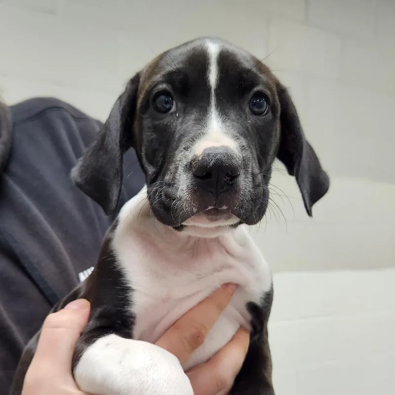 A baby small-sized female Black Mixed Breed dog named Poppy for adoption in Grand Rapids, MI