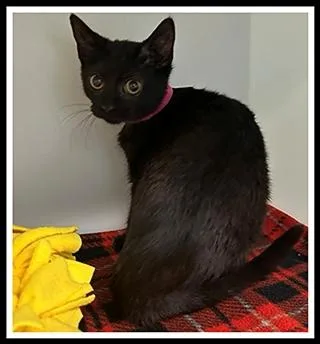 A baby small-sized female Domestic Short Hair cat named Denise for adoption in Peoria, IL